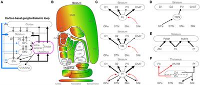 Editorial: Thalamic Interactions With the Basal Ganglia: Thalamostriatal System and Beyond